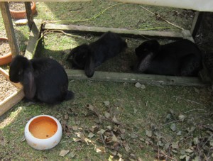 6 Junge Kaninchen, (Absetzer) zu verkaufen; Deutsche Riesen-Riesenwidder -Mix