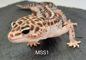 Leopardgecko Weibchen aus 2022 und 2023