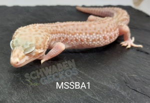 Leopardgecko * Mack Super Snow* MSS Bell