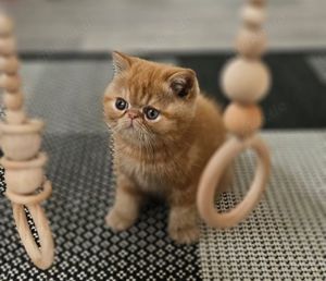 Reinrassige wunderschöne Perser   Exotic Shorthair Kitten mit Stammbaum 