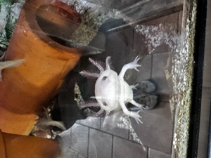 Glitzer Axolotl copperweißling