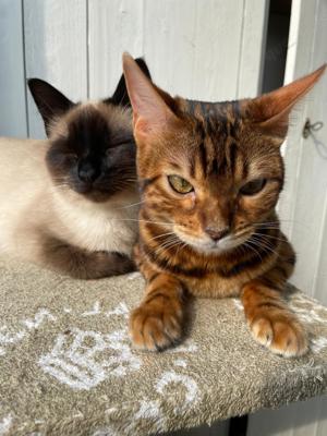 Siam und Bengalkatzen abzugeben sehr lieb 