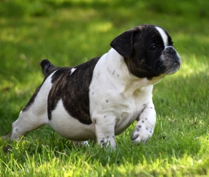 4 kleine Bulldog Knutschkugeln dürfen ausziehen 