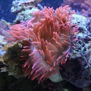 Kupferanemone gesucht 