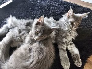 4 Zuckersüsse Maine Coons 