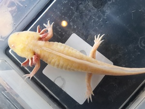 Axolotl Goldalbino 