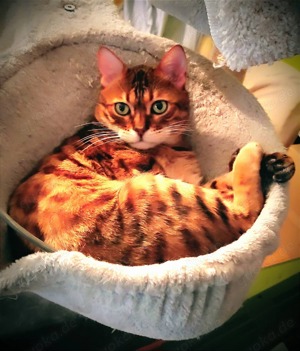 Bengalkater 5 Jahre kastriert gechipt