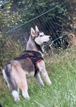 reinrassiger Sibirien, Husky sucht dringend ein liebevolles zuhaue 