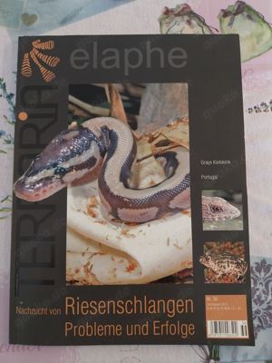 Terraria   elaphe - Magazin ( Schlangen)