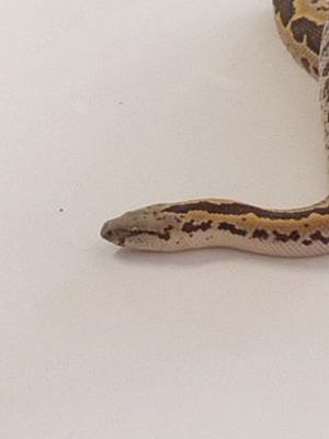 Verkaufe kleinbleibende Schlange, normale Sandboa Gongyllophis conicus