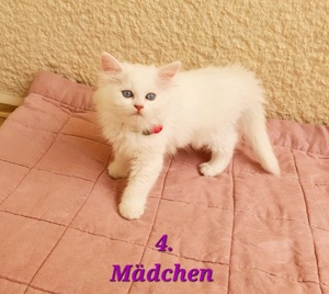 Blue-Eyed Türkisch-Angora _ Perser Katzenbabys 