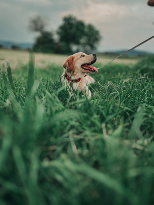 Balou sucht ein Neues Zuhause