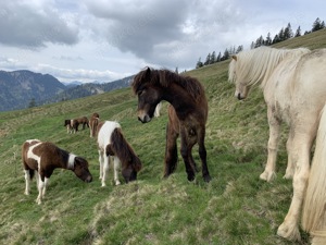 Hofstelle   Stall   Scheune für Pferde zur Pacht gesucht 