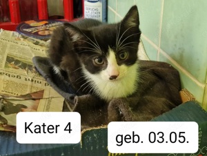 Kater (Kitten) suchen ein neues Zuhause