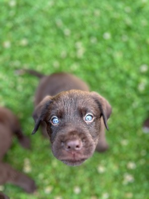 Labrador Welpen 