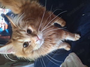 Maine coon kater