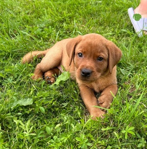 Zuckersüße foxred Labrador welpen in liebevolle Hände abzugeben !