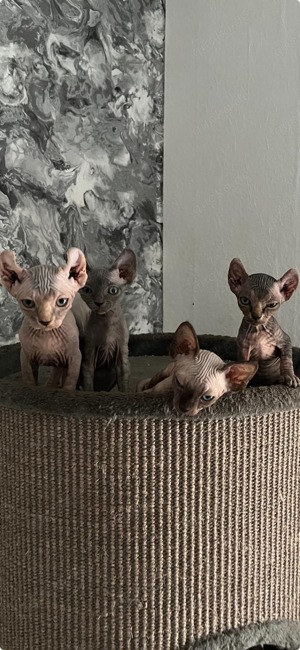 Canadian elf sphynx Kitten