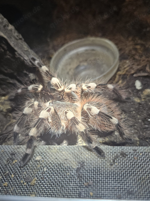 Acanthoscurria Geniculata abzugeben Düsseldorf