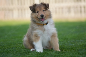 Collie Langaar Hündin aus VDH Zucht sucht ..