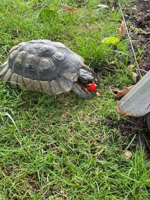 Schildkröten Breitrandschildkröten abzugeben