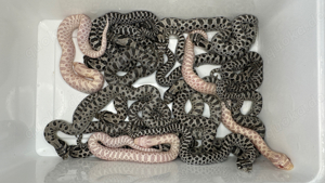 Axanthic 66% het. Snow, Axanthicconda 66% het. Snow Hakennasennattern ( Heterodon Nasicus ) Bild 10