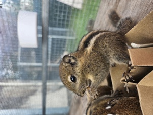 Chinesische Baumstreifenhörnchen 