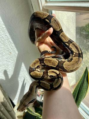 Boa Constrictor Imperator  Corn Island 