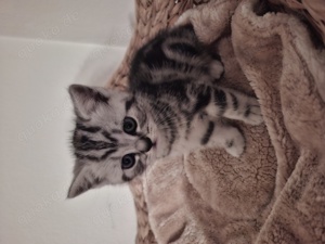 Britisch kurzhaar Silber tabby kitten