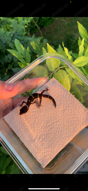 1.0 Black Night Leopardgecko (Männchen)