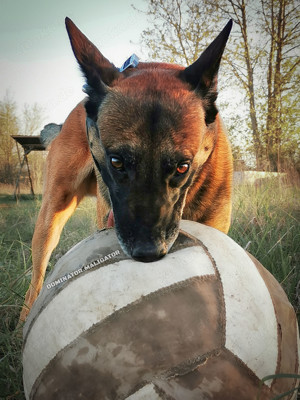 DECKRÜDE Belgischer Schäferhund Malinois Bild 4