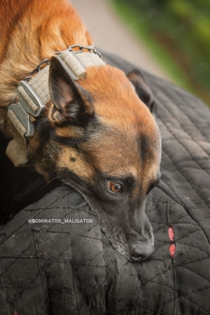 DECKRÜDE Belgischer Schäferhund Malinois Bild 8