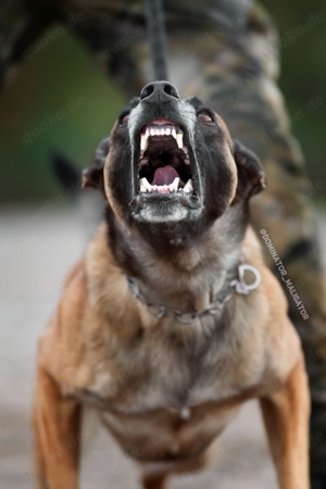 DECKRÜDE Belgischer Schäferhund Malinois Bild 9
