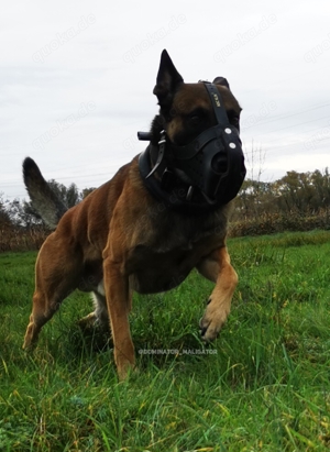 DECKRÜDE Belgischer Schäferhund Malinois Bild 7