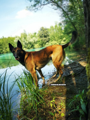DECKRÜDE Belgischer Schäferhund Malinois Bild 2