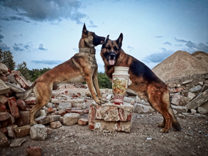 DECKRÜDE Belgischer Schäferhund Malinois Bild 6
