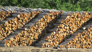 Trockenes Brennholz