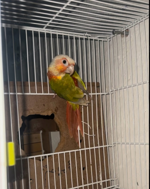 Conure    Sittichpapagei