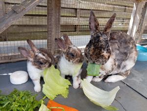 Vier süße Rex-Kaninchen suchen ein liebevolles Zuhause 