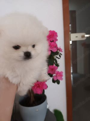 Pomeranian teddy boo