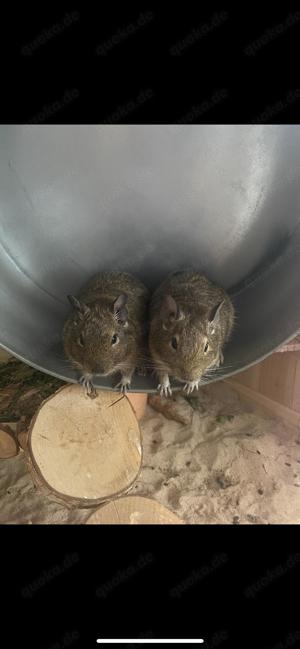 Degu Jungs in beste Hände abzugeben mit Gehege 