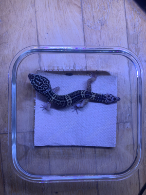 0.1 Black Night Tremper (schwanzgenerat)