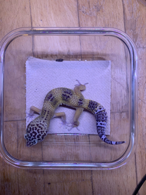 1.0 Black Night Tangerine Leopardgecko 