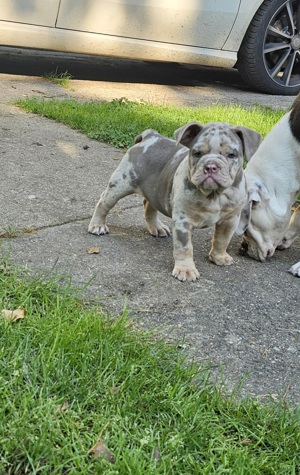 Old English Bulldog New English Bulldog  Welpen 