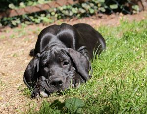 Deutsche Doggen Welpen mit VDH  DDC 1888 e.V Papieren