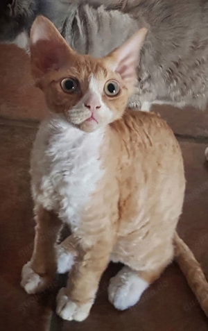 Devon Rex Kater, Kitten auszugsbereit mit Stammbaum :)