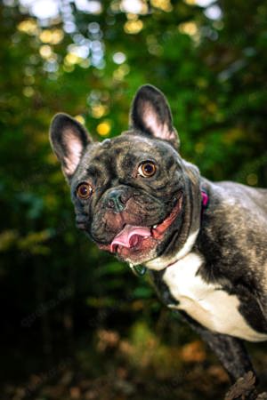 Französische Bulldogge 