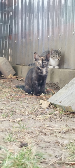 Kitten, Katzenbaby, Hauskatze