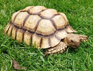 Spornschildkröte Weiblich 7 Jahre