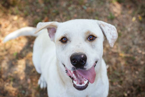 Labrador *WALKER* ist lustig, gehorsam, verspielt und er lernt sehr gerne. 